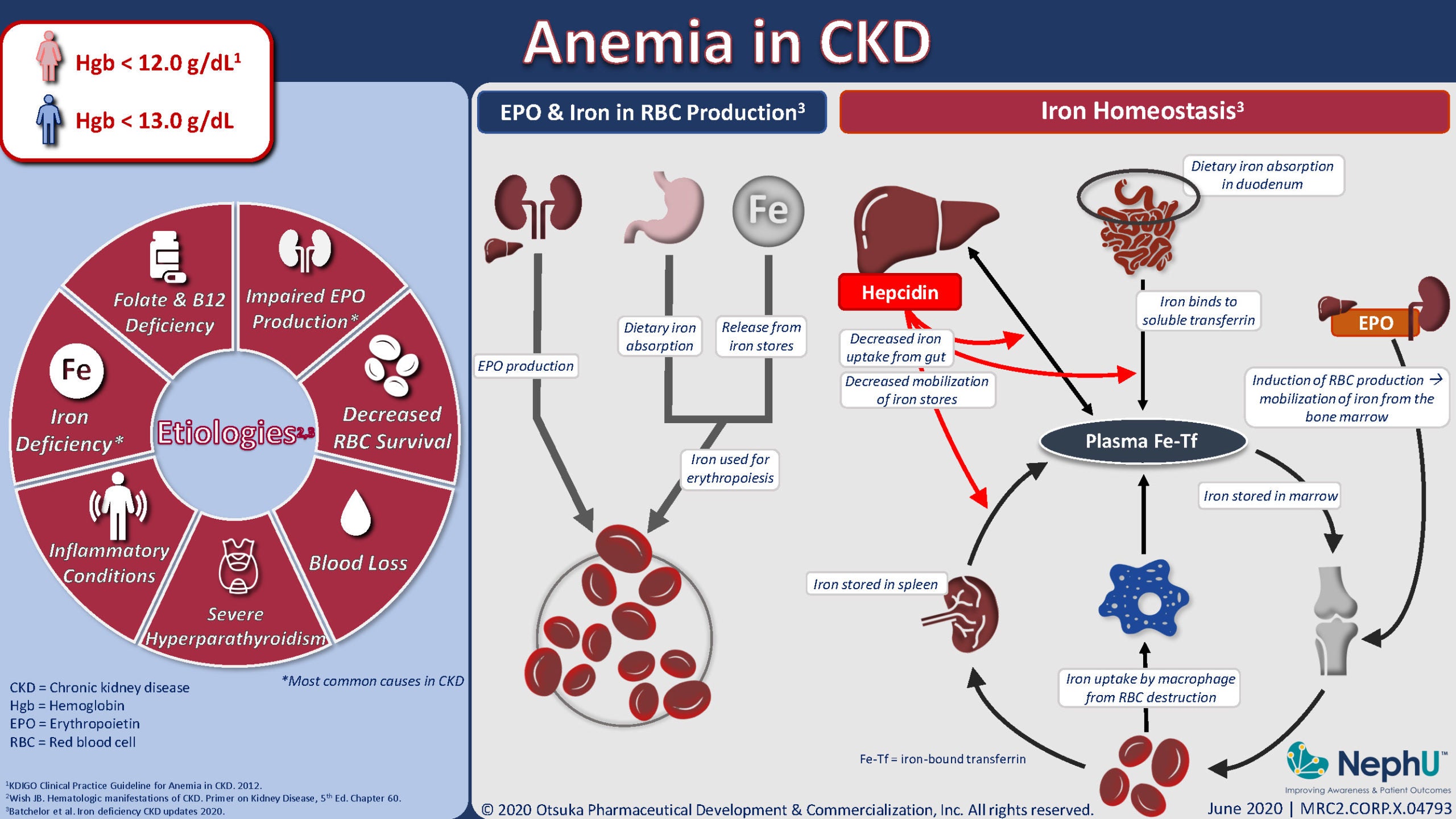 Why Does Chronic Renal Failure Cause Anemia